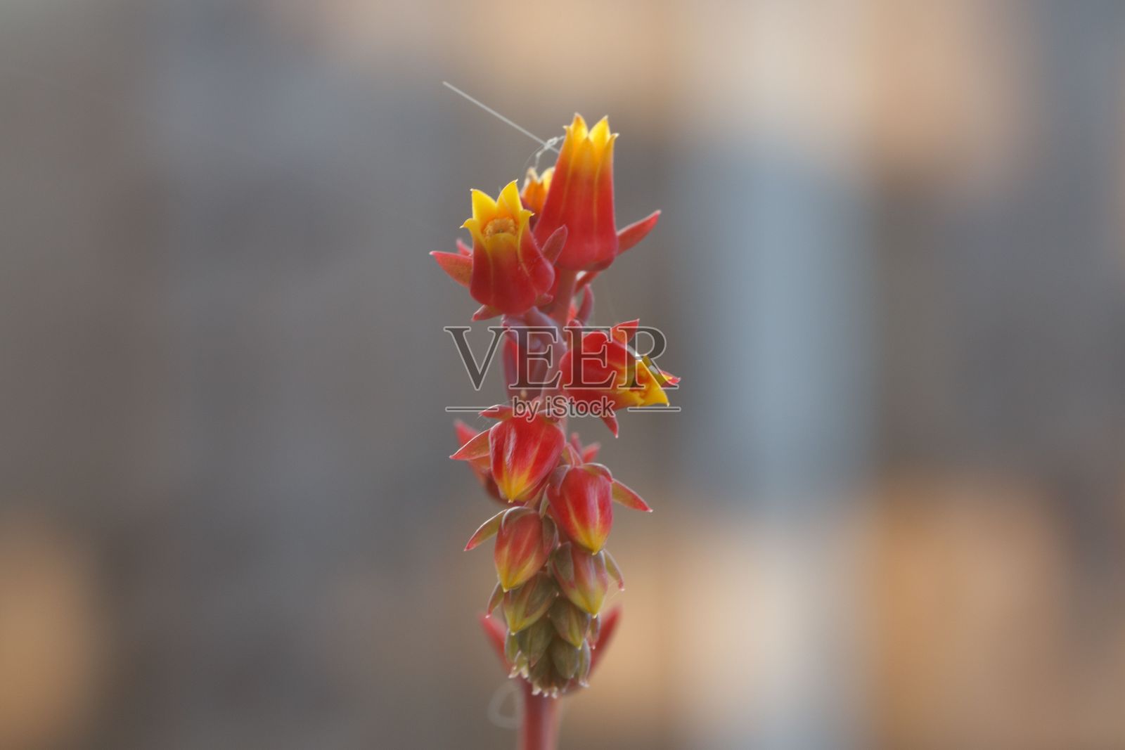 花园中的峡谷永生植物的特写照片摄影图片