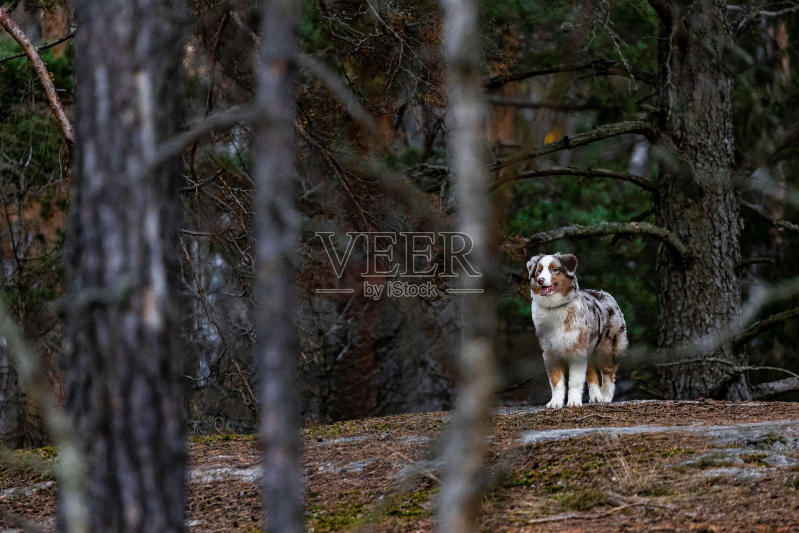 站在森林里的澳大利亚牧羊犬照片摄影图片