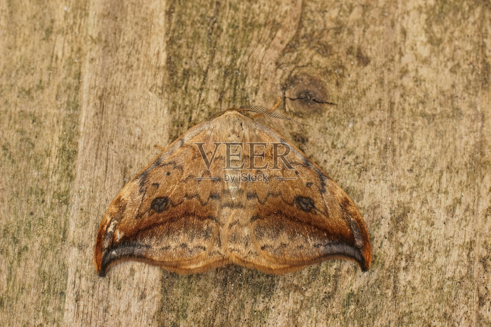 一只优雅的棕色卵石钩尖蛾的特写,镰形飞蛾坐在木头上张开翅膀照片摄影图片