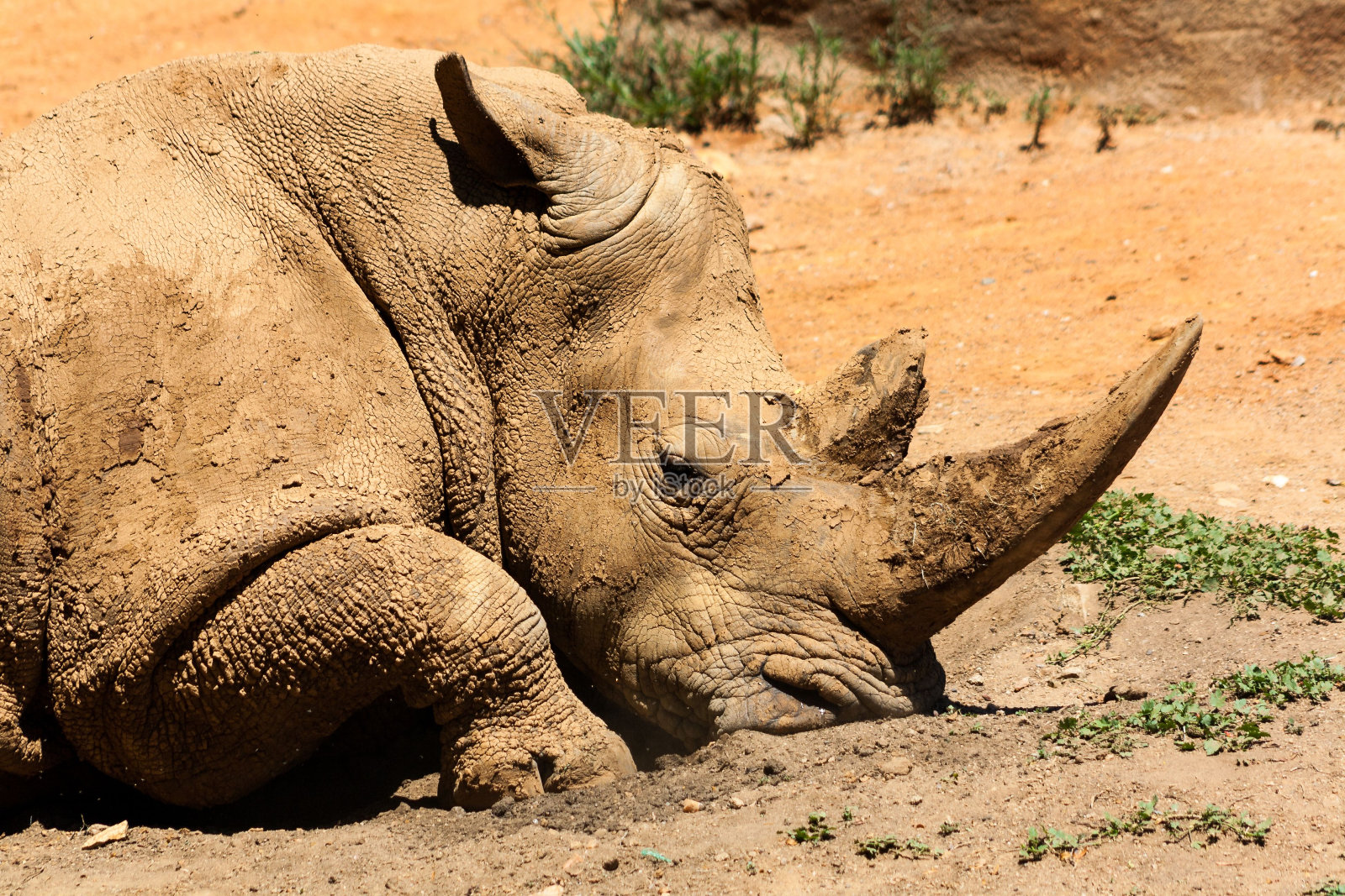 犀牛躺在沙地上的特写镜头照片摄影图片