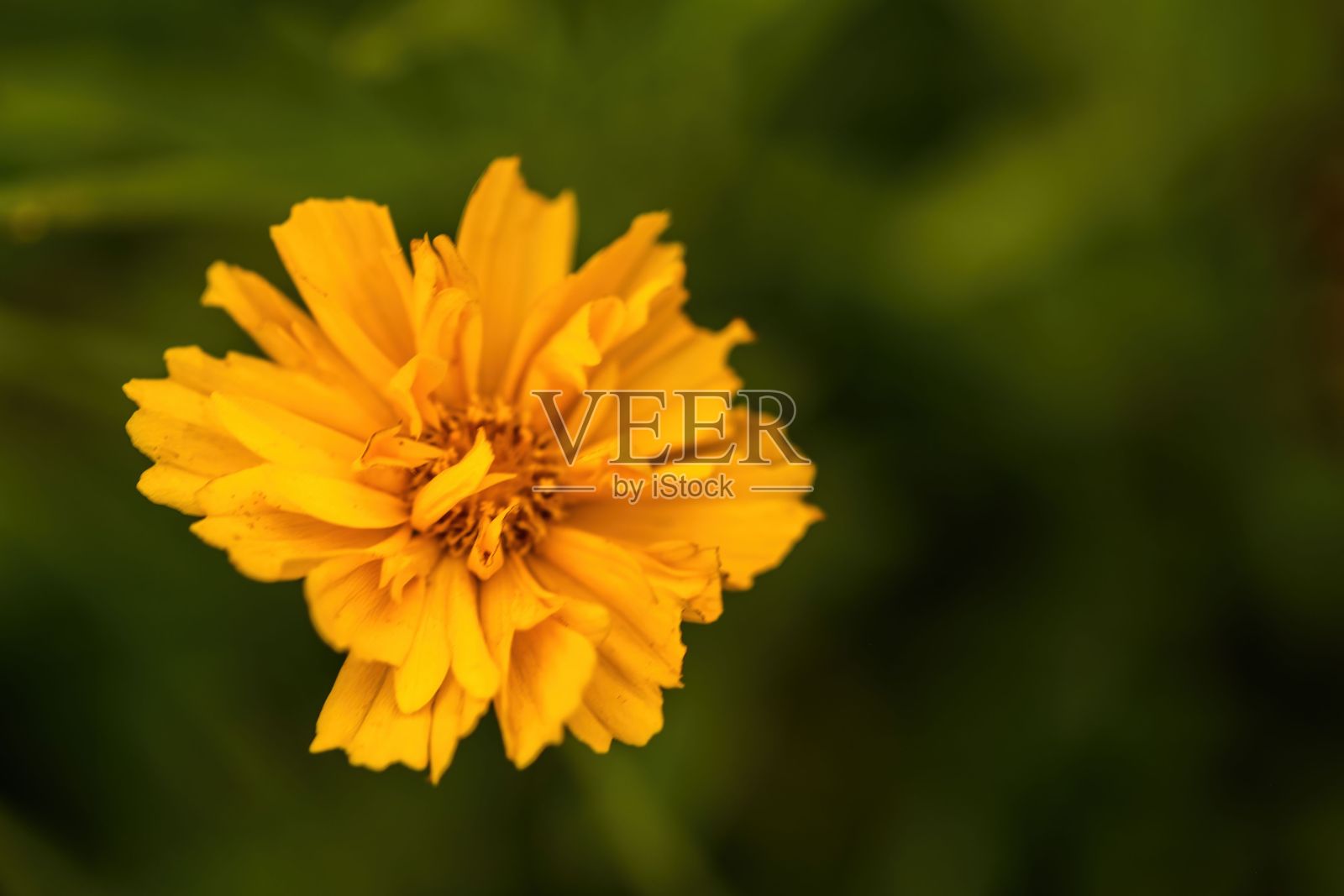 在花园模糊的草木映衬下,一朵大花的柔和焦点照片摄影图片