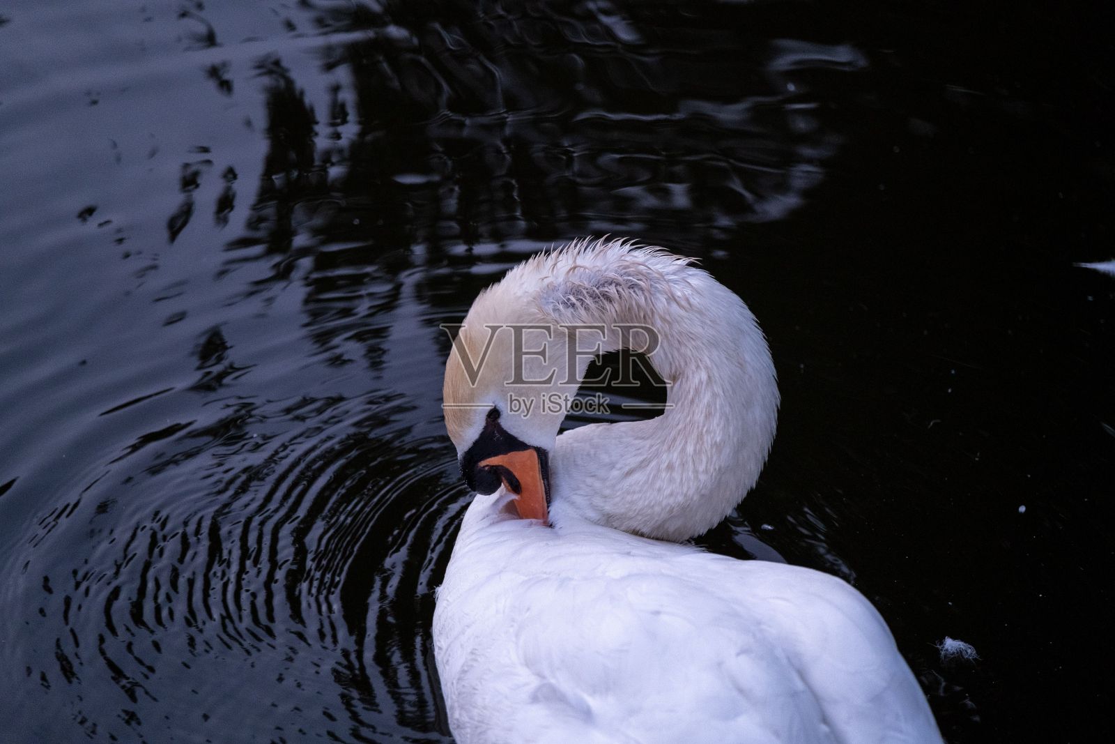 特写的沉默天鹅,天鹅的颜色清洁它的羽毛。照片摄影图片