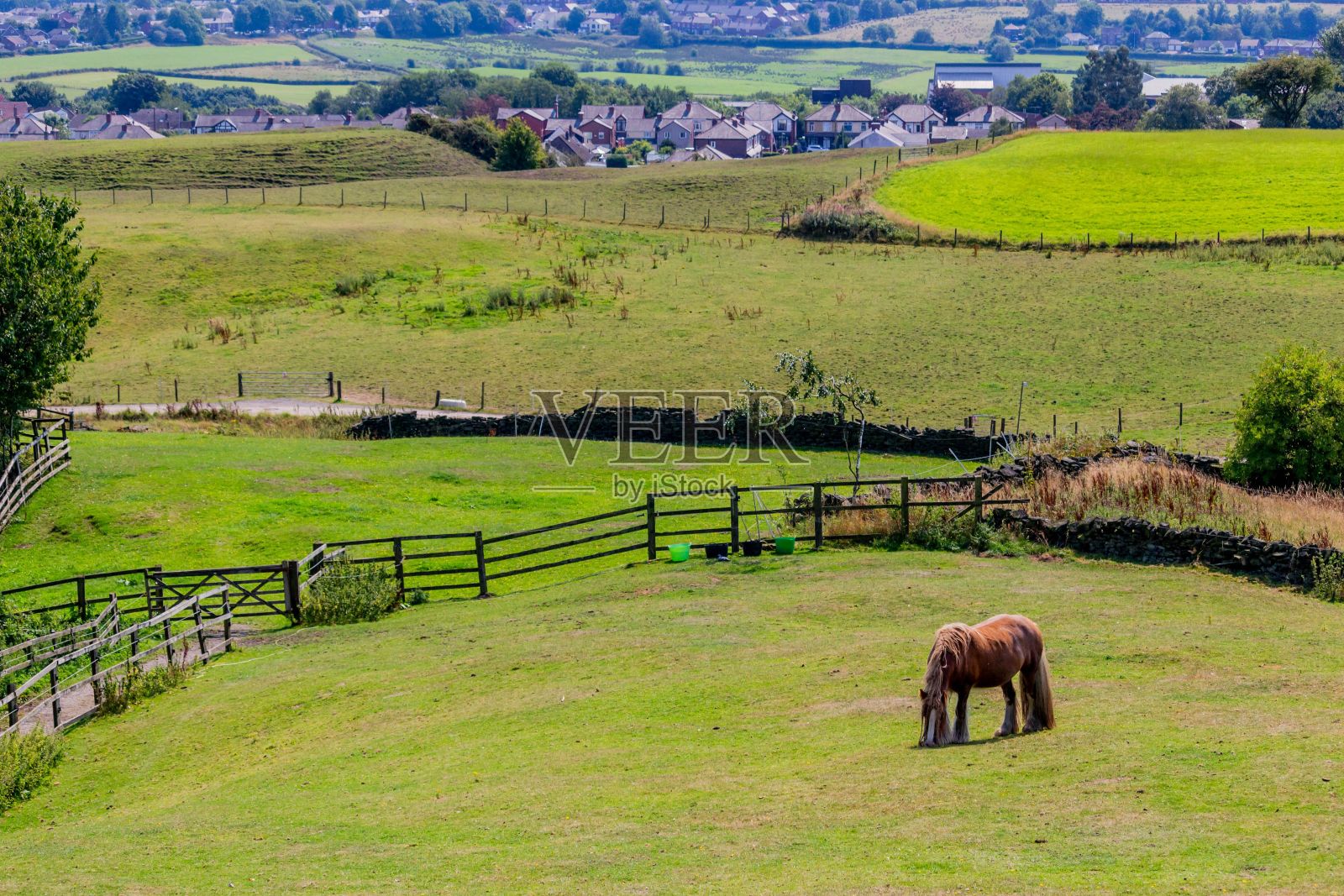 在绿色田野里吃草的棕色传统吉普赛雄天鹅照片摄影图片