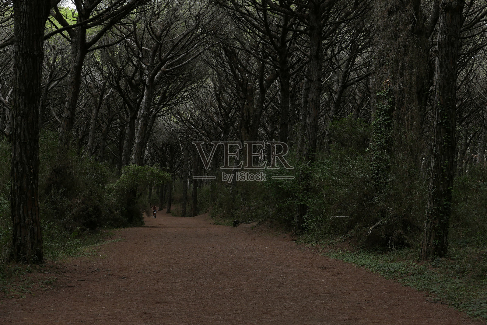 松林照片摄影图片