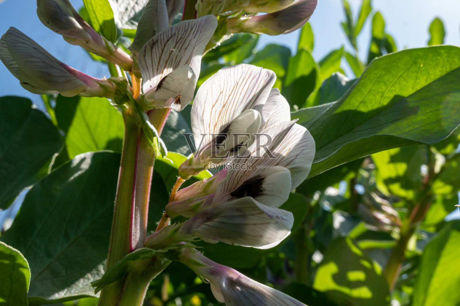 阳光下,菜园子里开花的蚕豆照片摄影图片