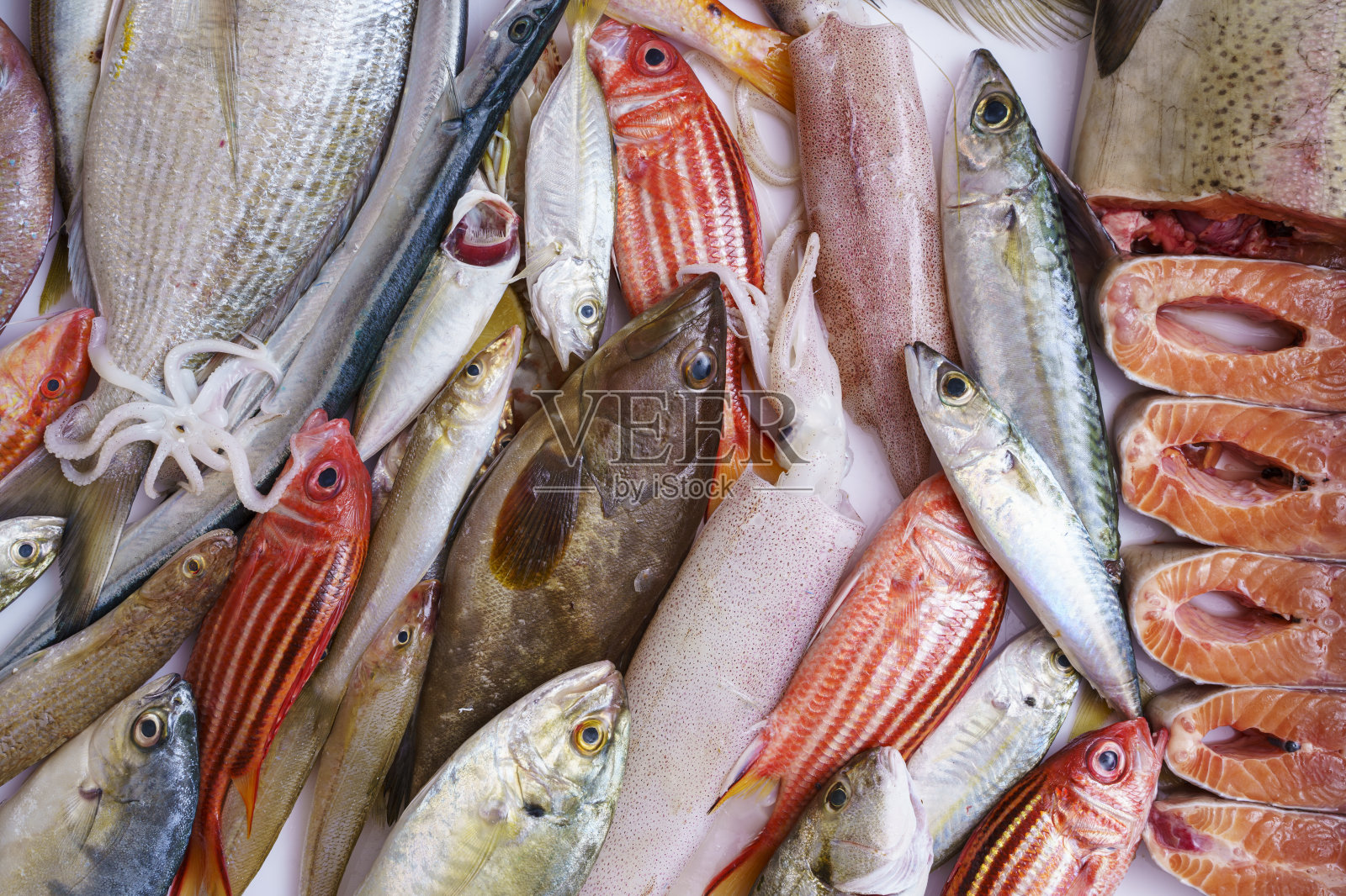 白色上的各种鲜鱼和海鲜的高角视角照片摄影图片