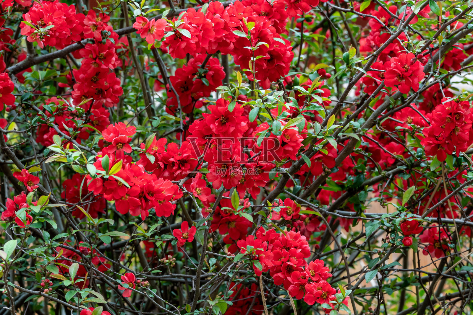 木瓜属植物。灌木上的红花照片摄影图片