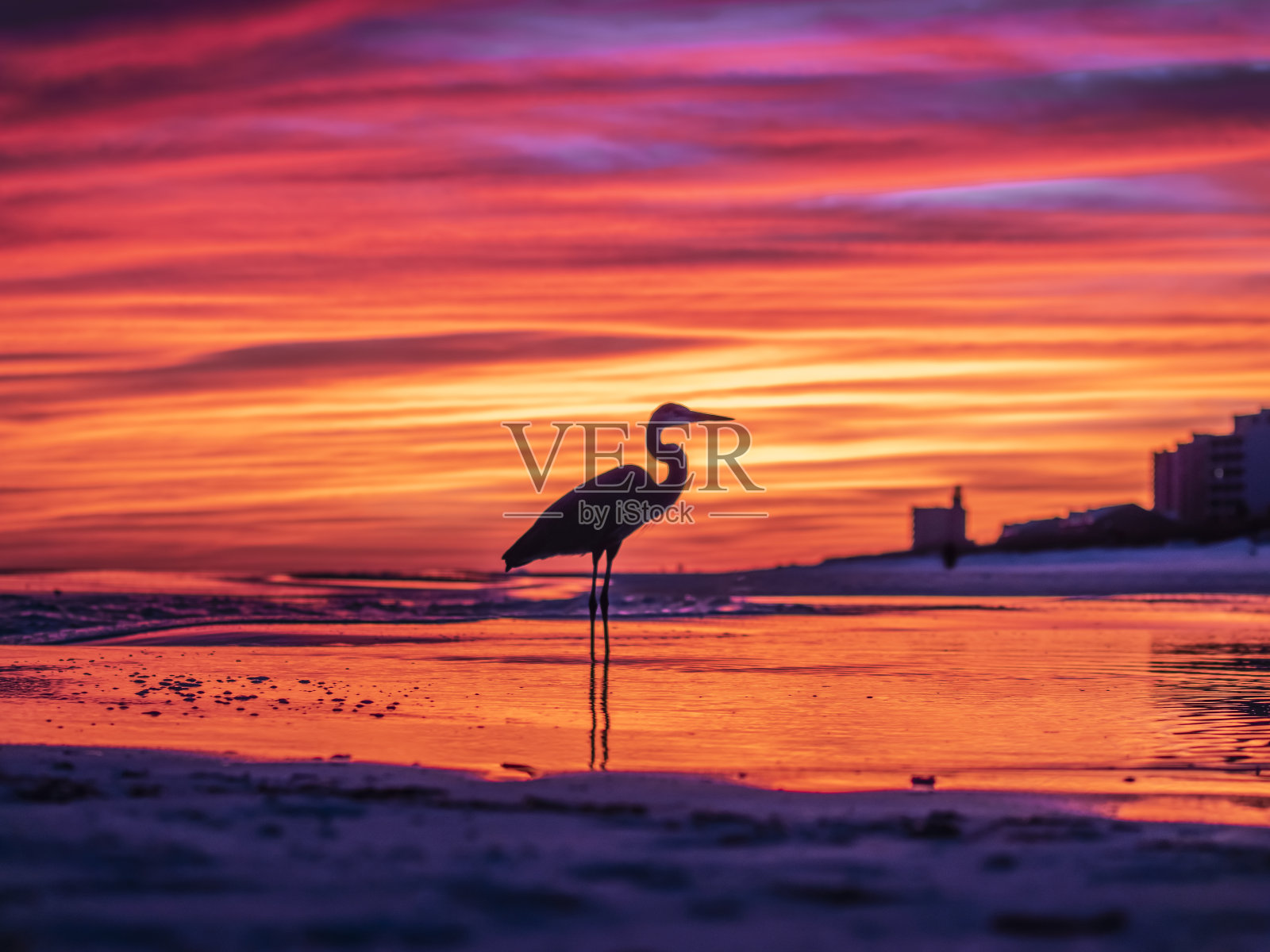 日落时分海滩上鹤的剪影照片摄影图片