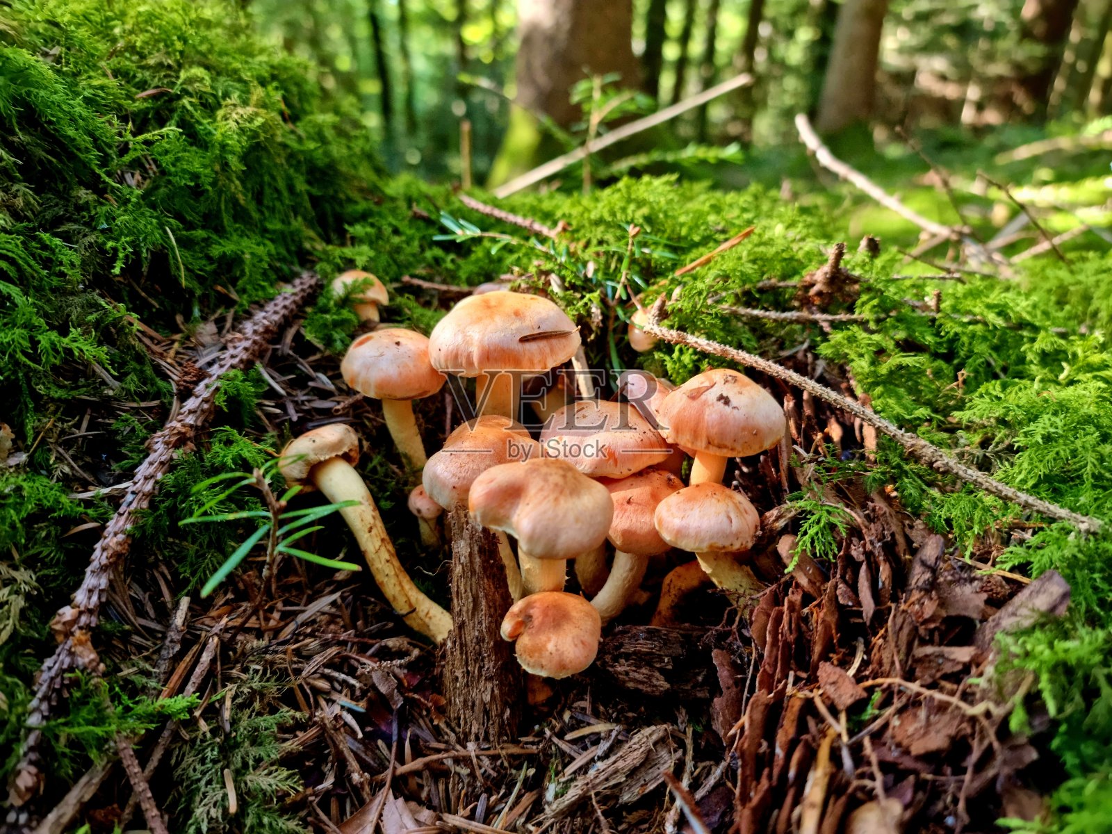 蘑菇照片摄影图片