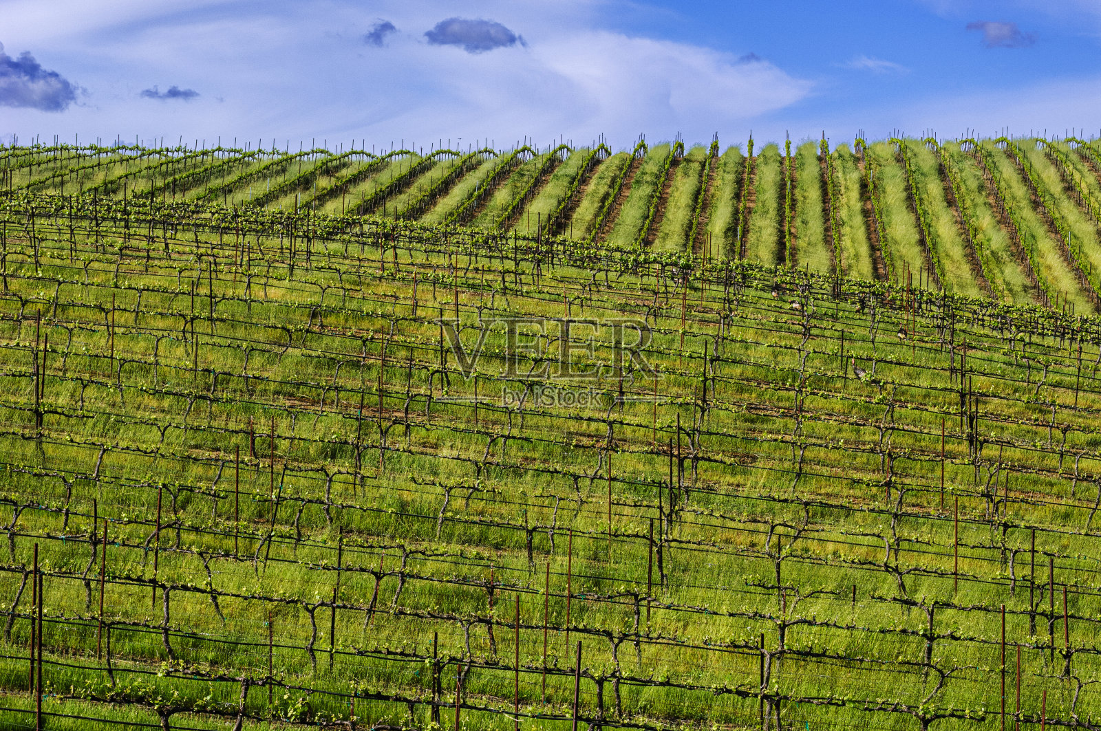 山坡葡萄园照片摄影图片