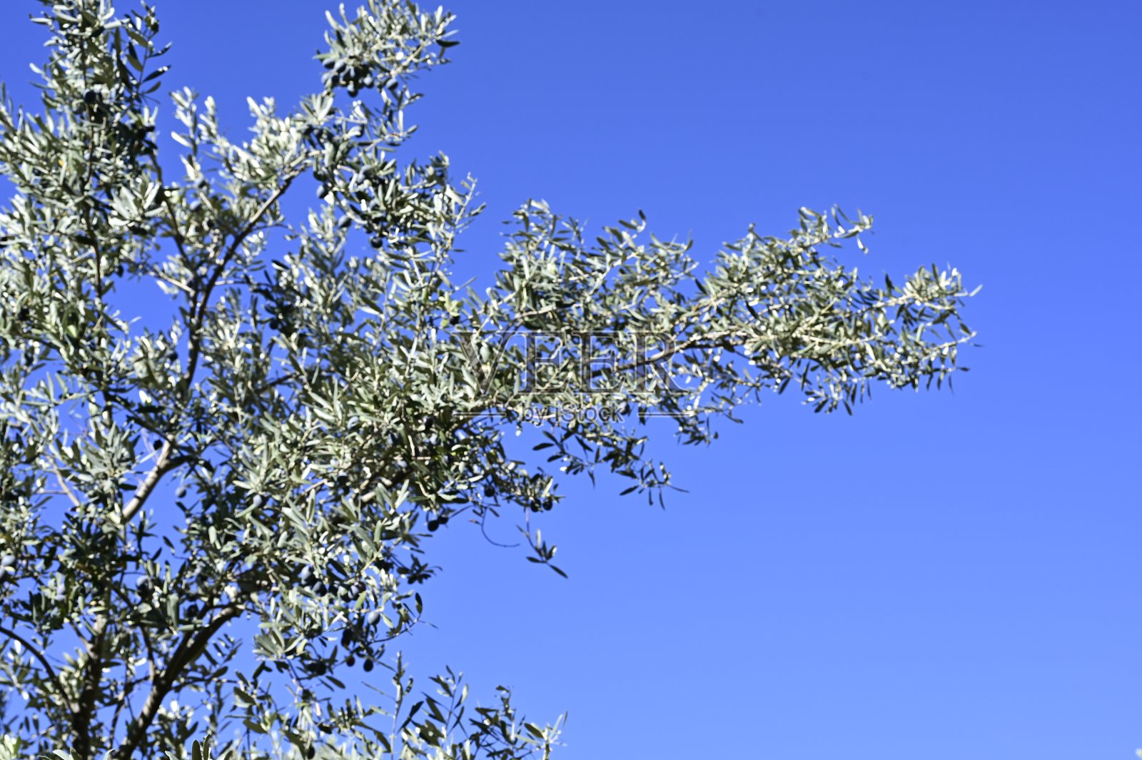 橄榄树的树枝在蓝色的天空。照片摄影图片