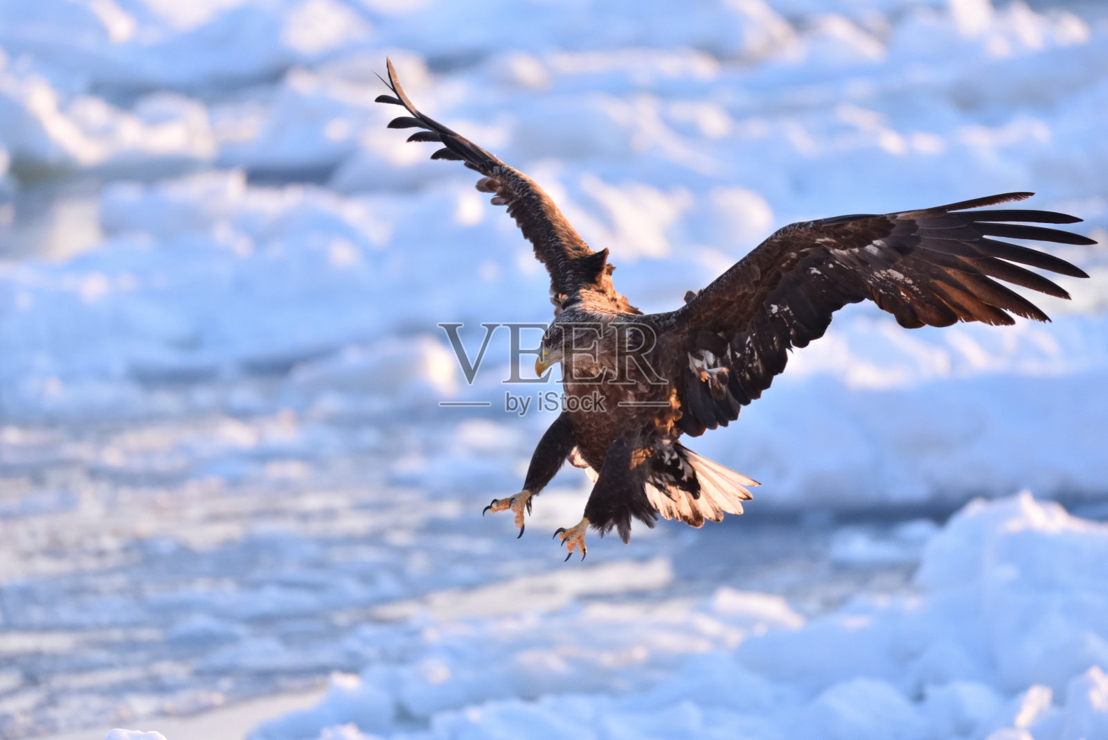 冬天在浮冰上观鸟照片摄影图片