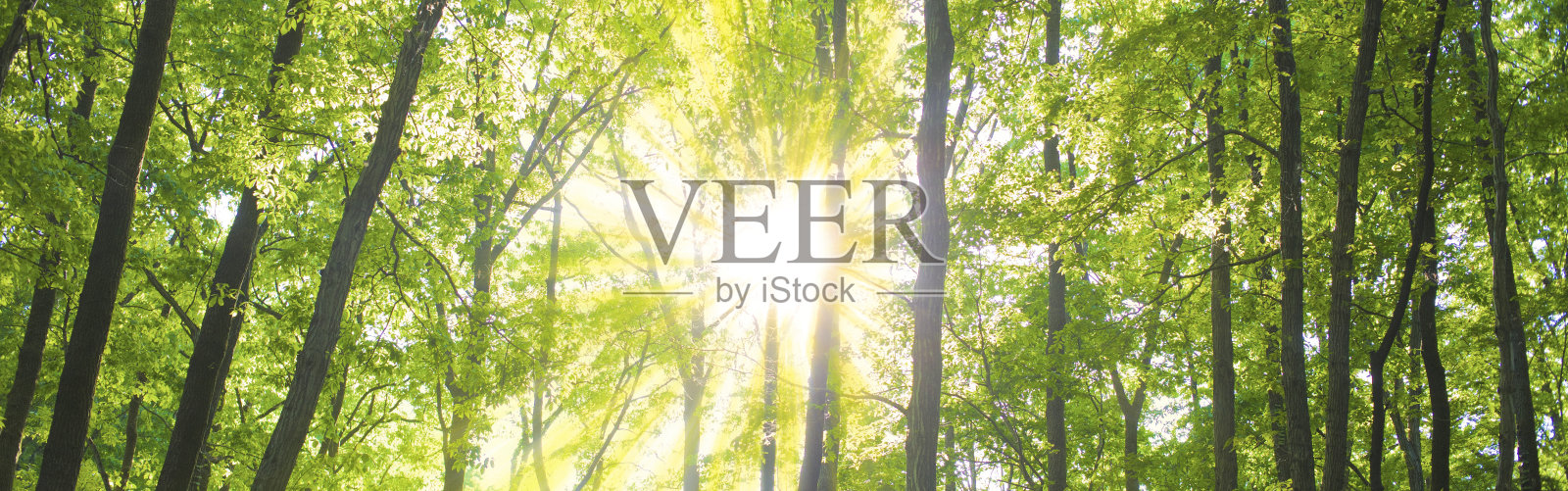 闪耀的森林旗帜照片摄影图片