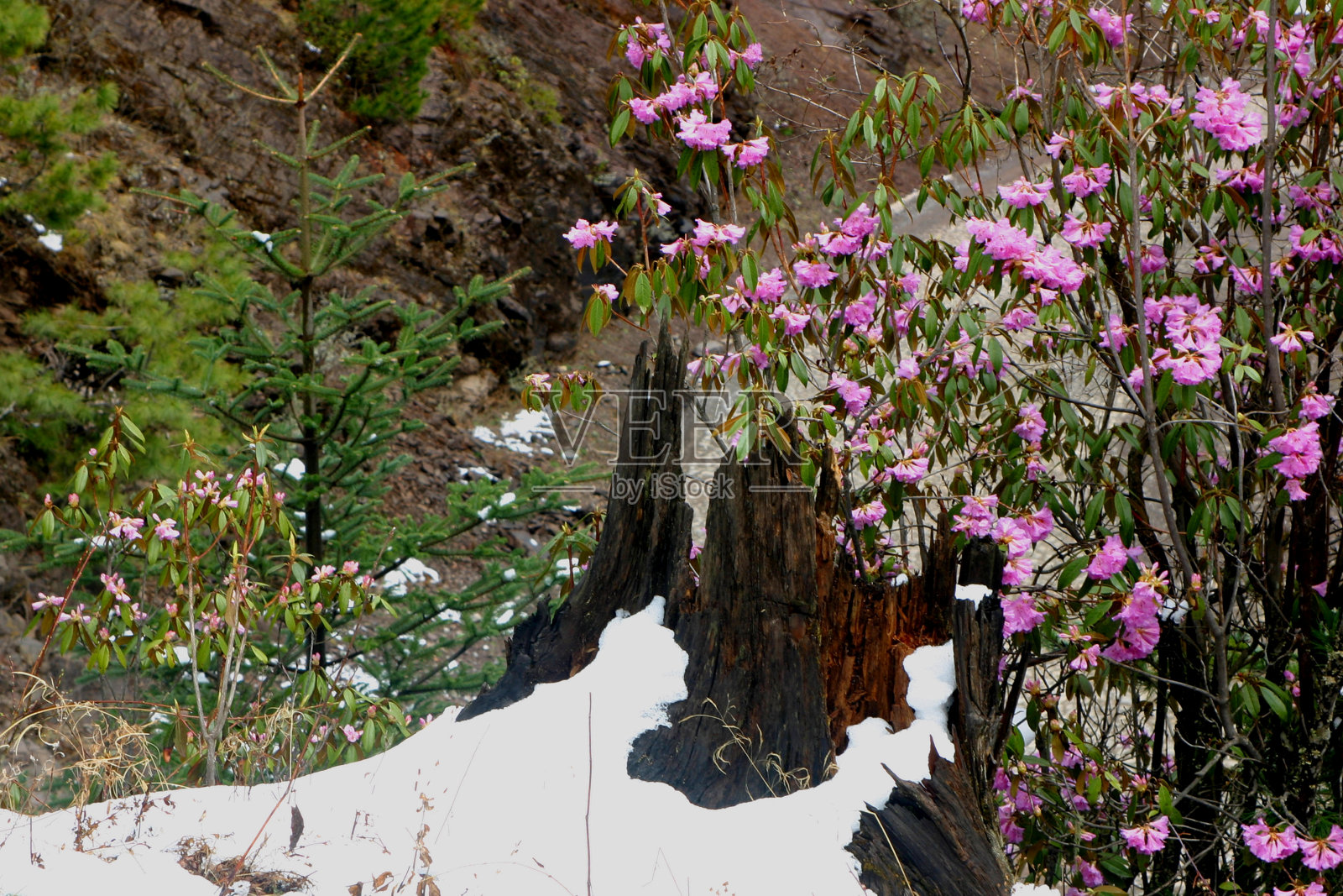 四月杜鹃花和树桩在雪地里照片摄影图片