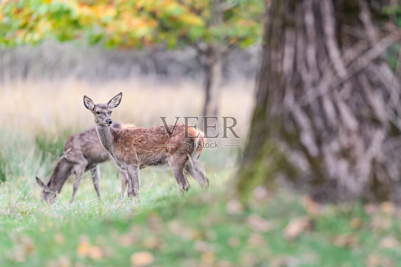 野生小鹿(鹿属)照片摄影图片