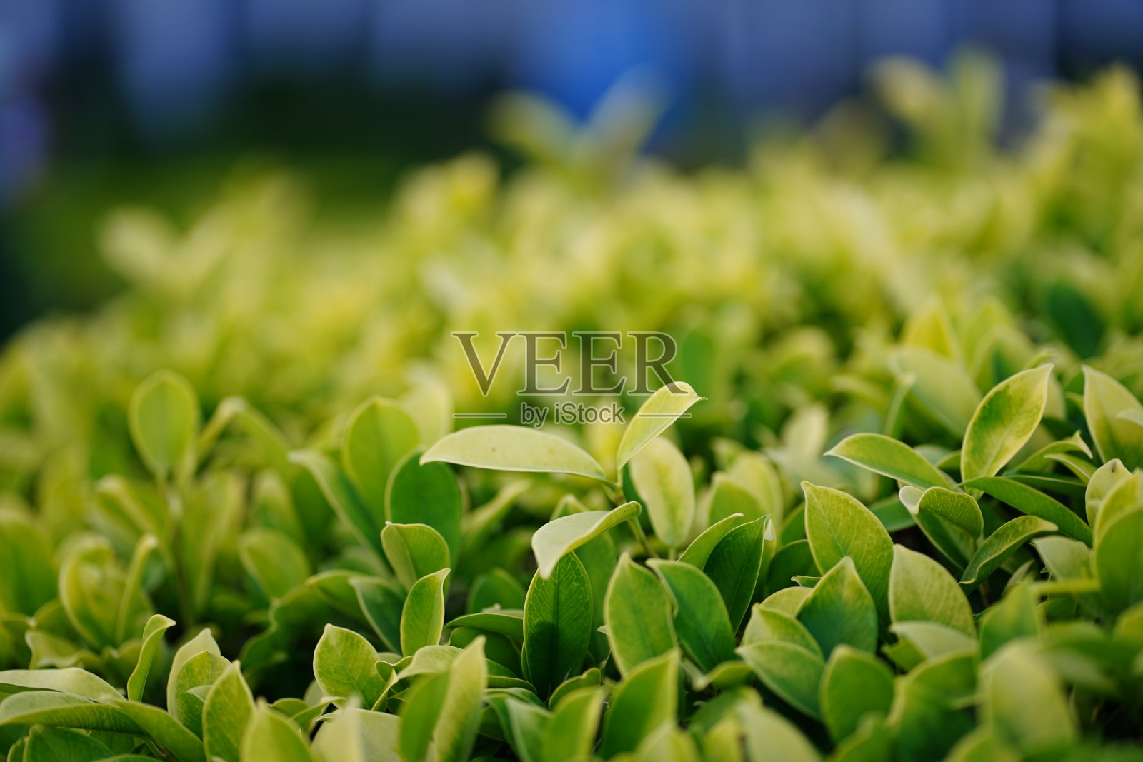 花园中的绿叶栅栏照片摄影图片