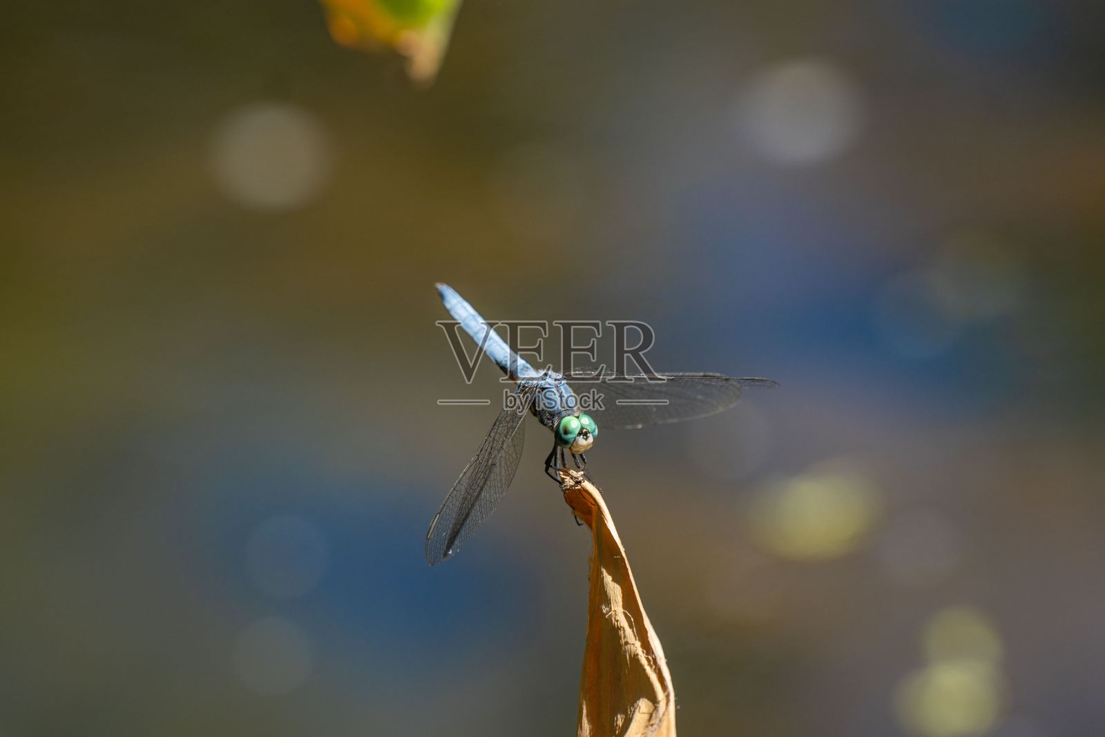 一只蓝色蜻蜓在池塘附近的植物上休息的特写照片摄影图片
