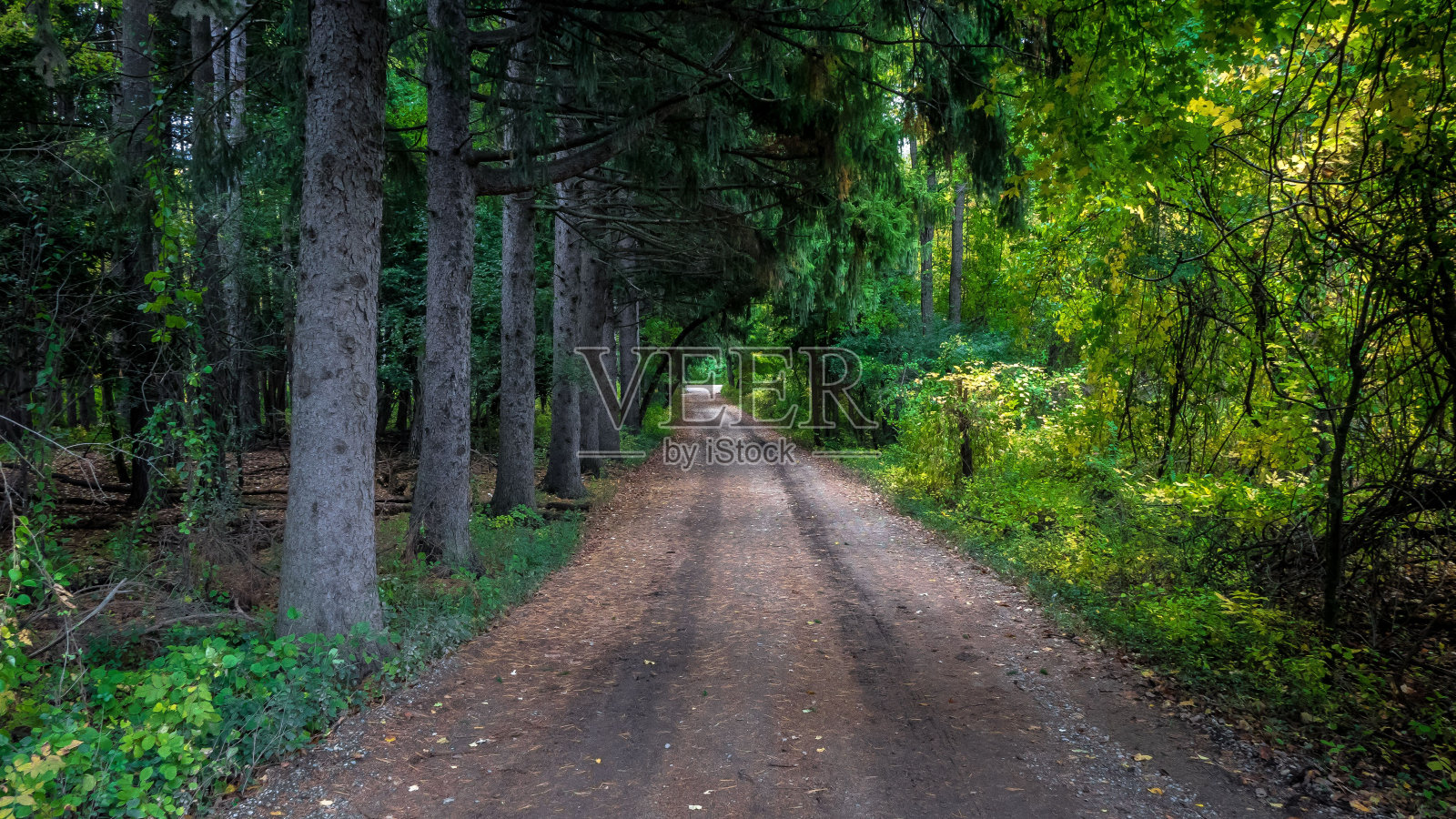 被绿色植被环绕的空旷小路。密歇根州的石溪小道。照片摄影图片