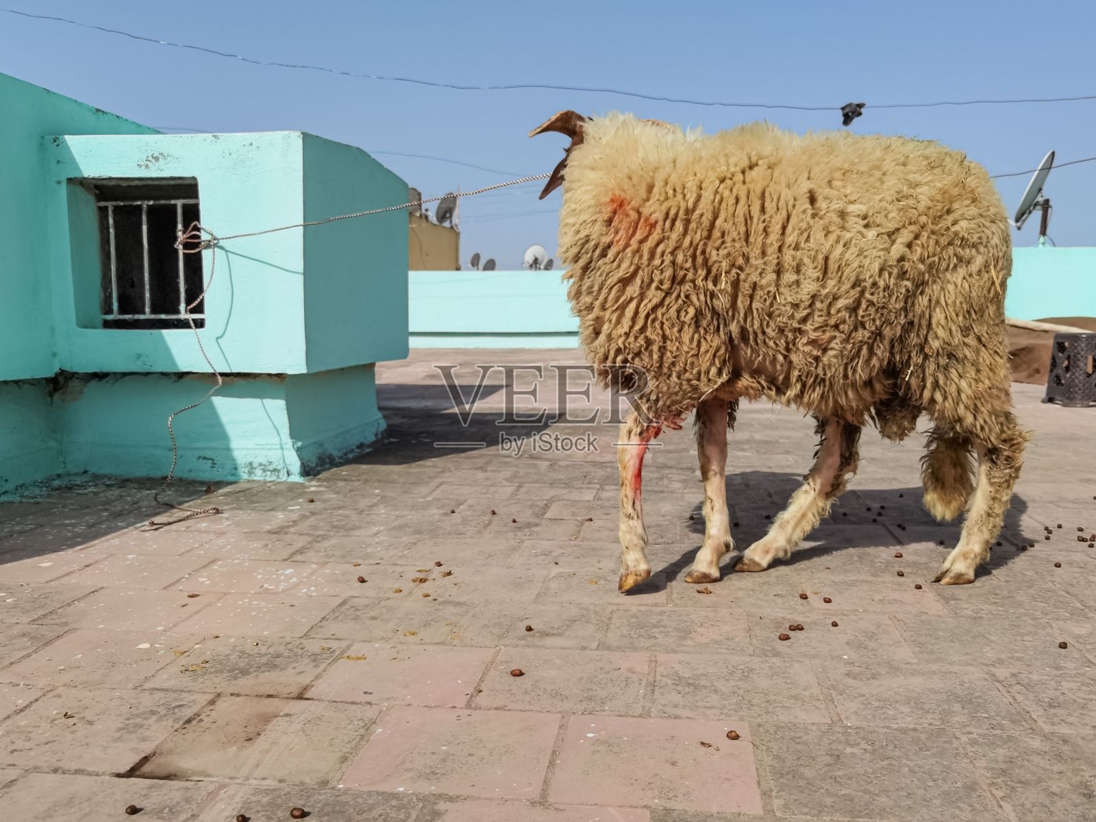 一只羊站在屋顶上照片摄影图片