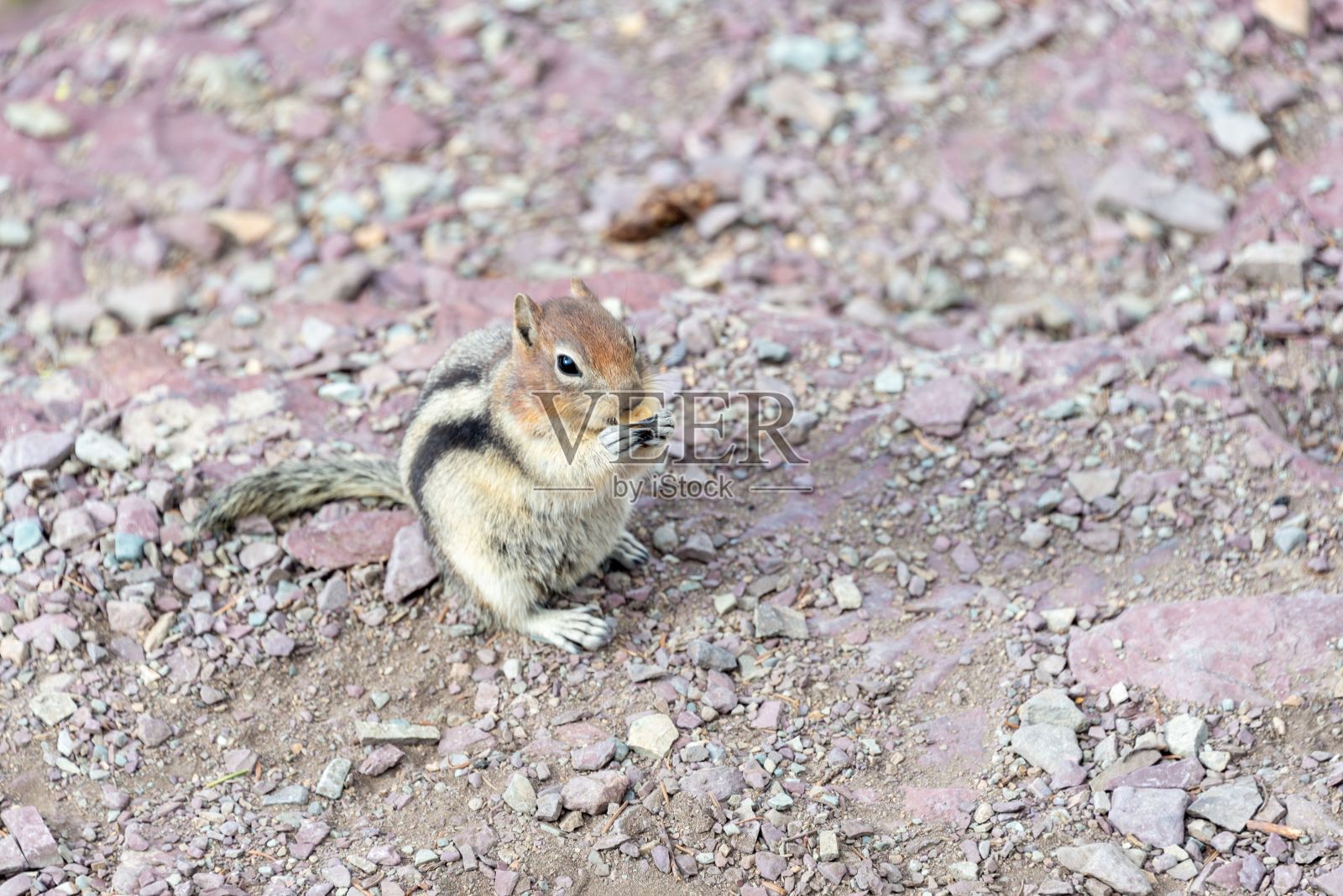 一只可爱的花栗鼠在户外岩石地面上的特写照片摄影图片