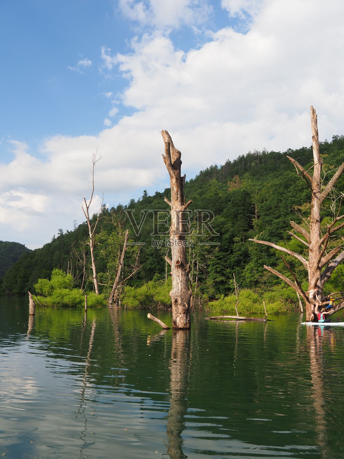 垂直拍摄的丰塔纳湖与树干和绿化附近的布莱森市,北卡罗来纳州,美国照片摄影图片
