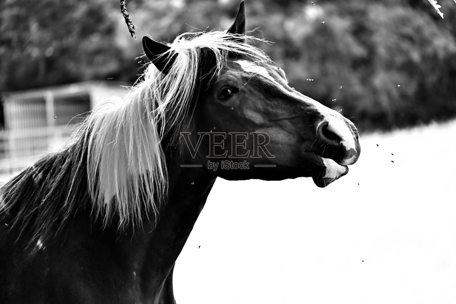 农场里的马的灰度照片照片摄影图片