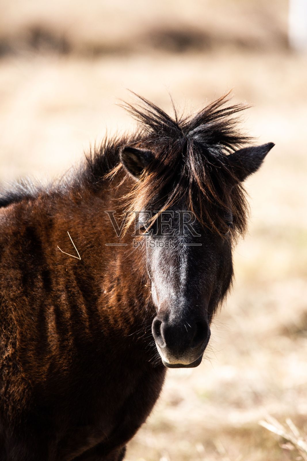 特写的棕色马肖像照片摄影图片
