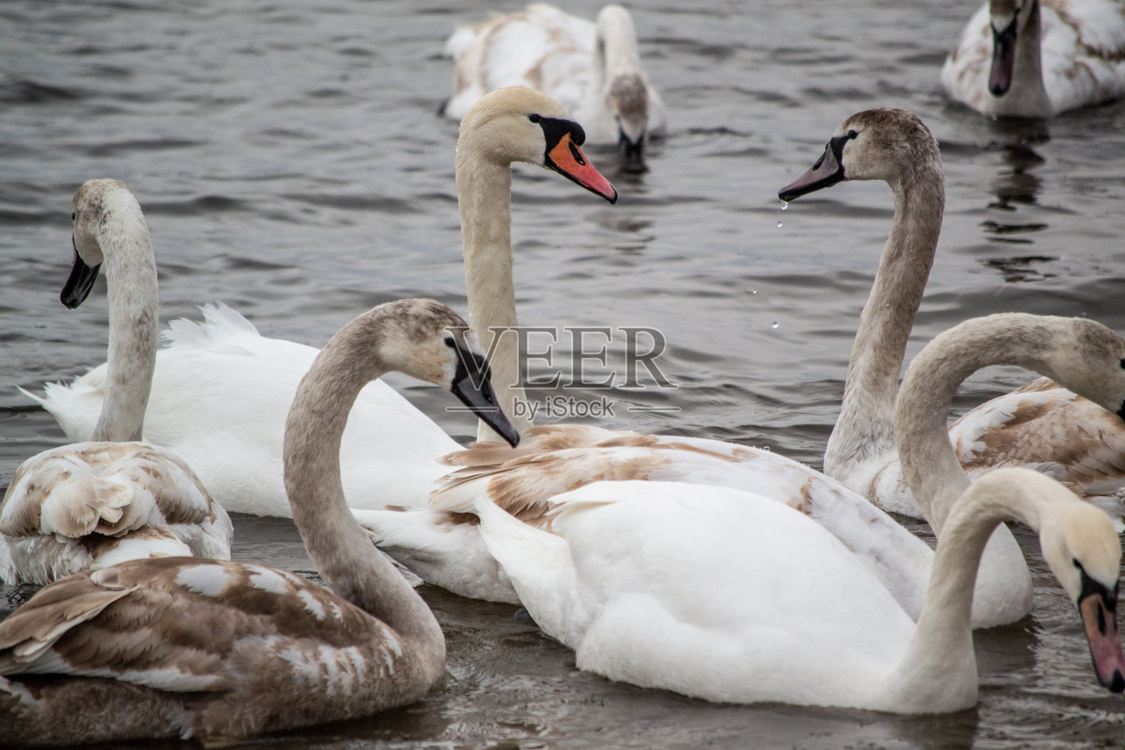 湖面上有白天鹅、天鹅、鹅和鸟。照片摄影图片