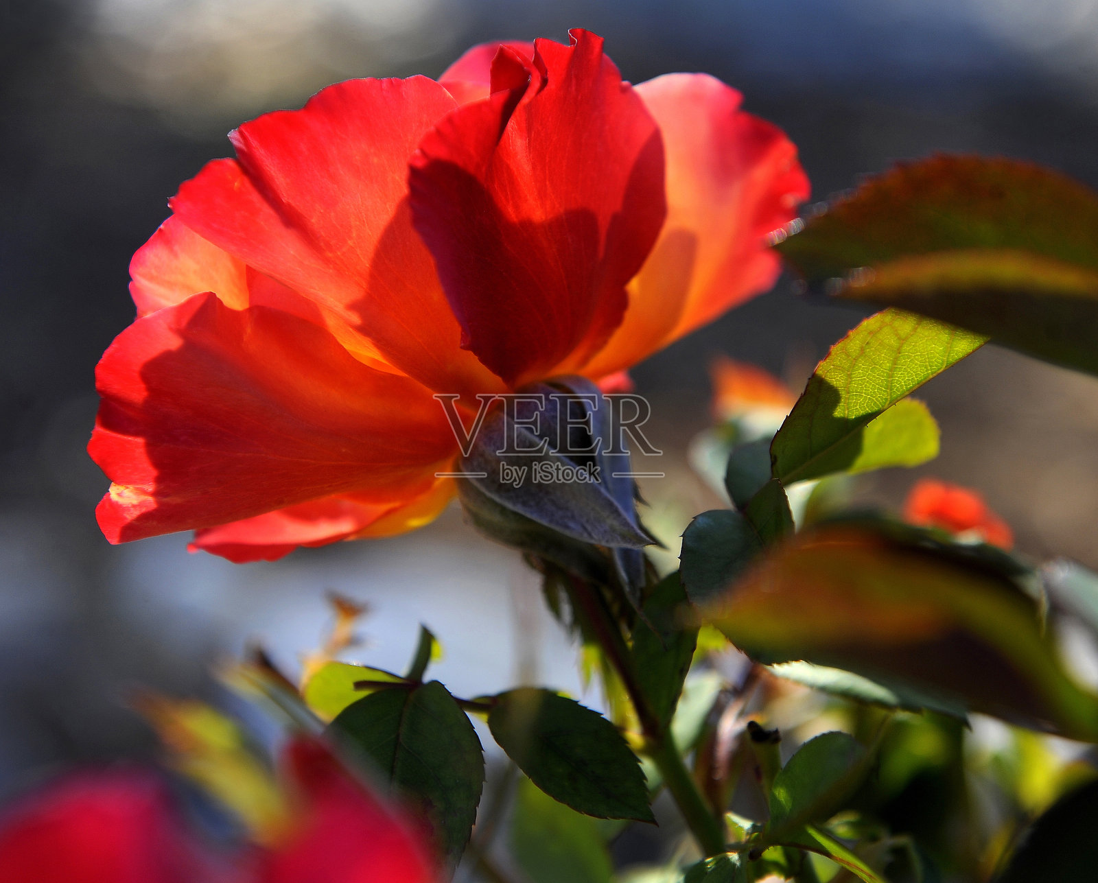 起照片摄影图片