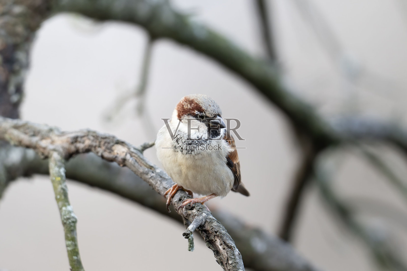 雄性家麻雀(Passer domesticus)照片摄影图片