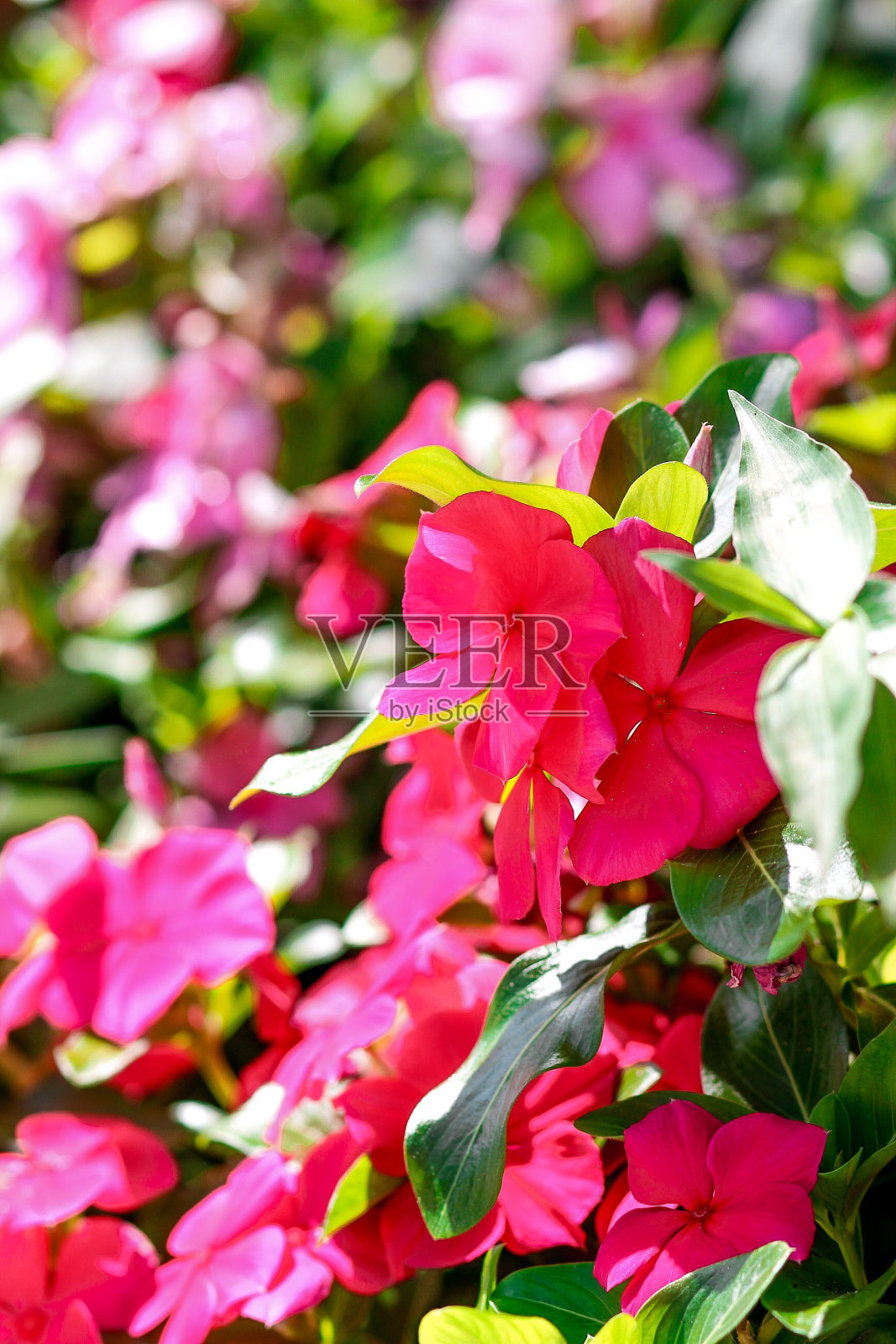 长春花灌木的垂直特写照片摄影图片