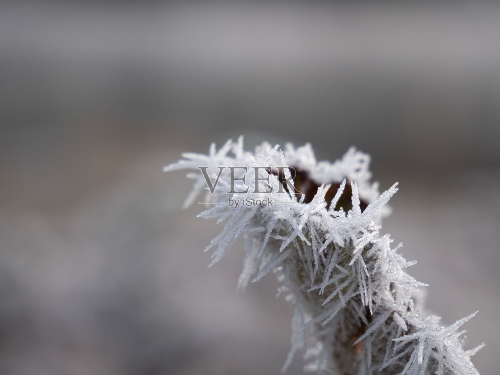 从一个小树枝上拍摄冬天普雷伯西湖的冰颗粒特写照片摄影图片