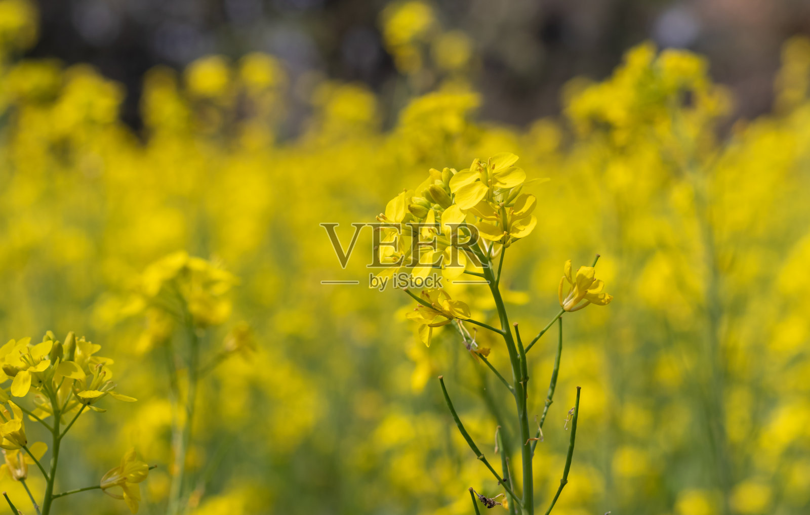 芥菜籽植物的特写花与选择焦点在水平方向,芥菜田照片摄影图片