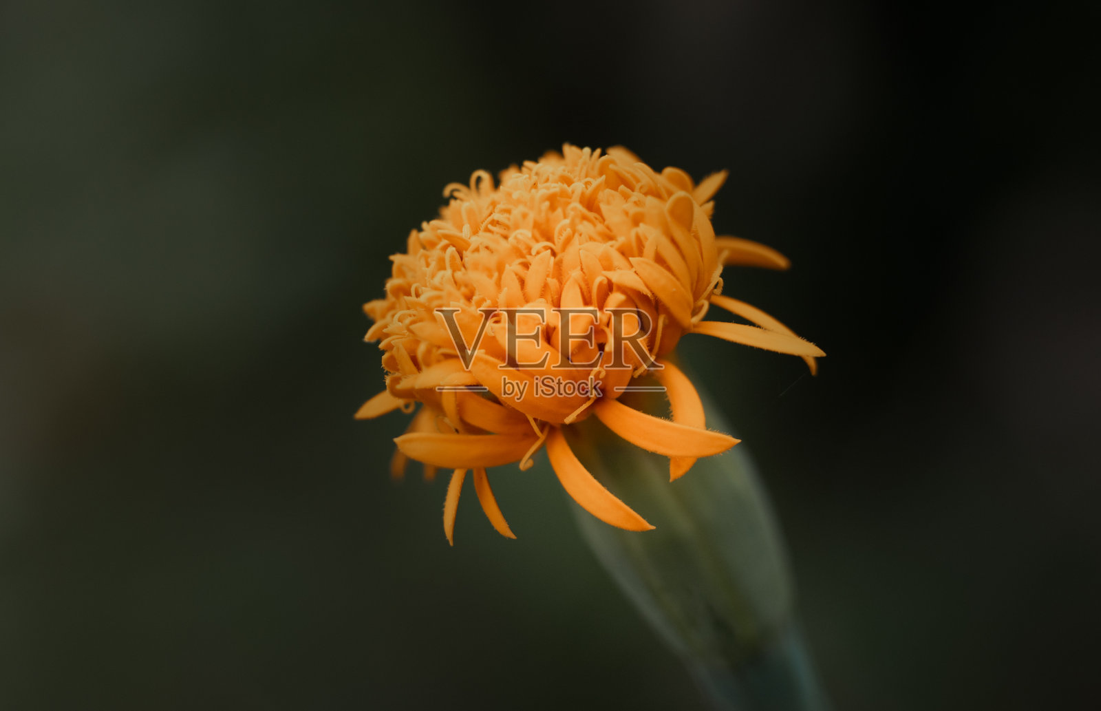 紫色小花微距视图照片摄影图片