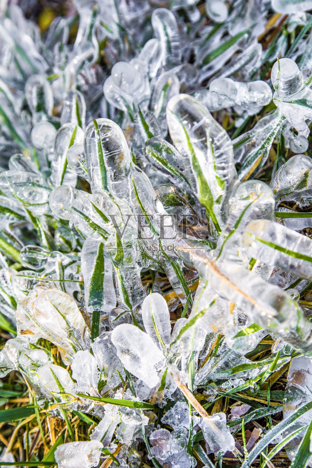 冬天冻草照片摄影图片