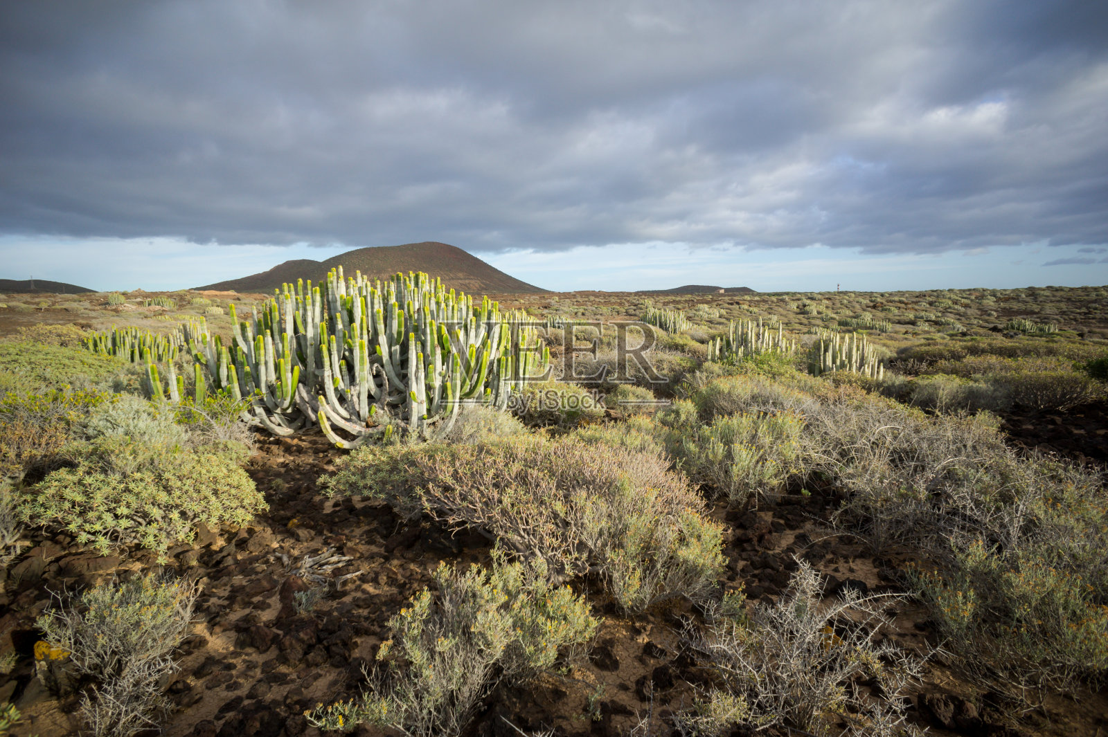 仙人掌沙漠日落在特内里费加那利岛照片摄影图片