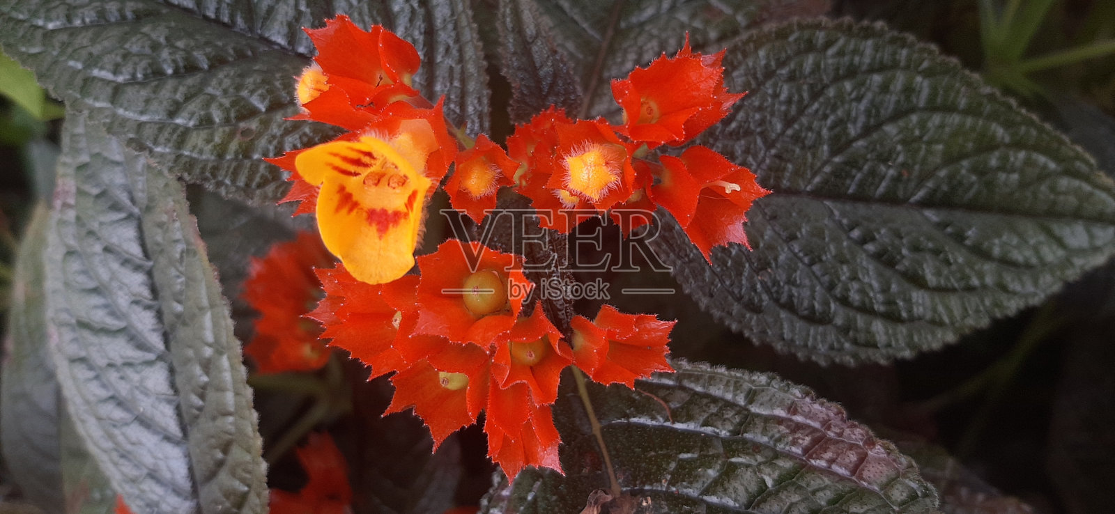 鲜花在美丽的花园里盛开照片摄影图片