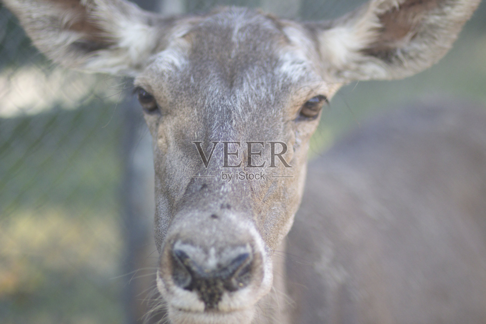 鹿照片摄影图片
