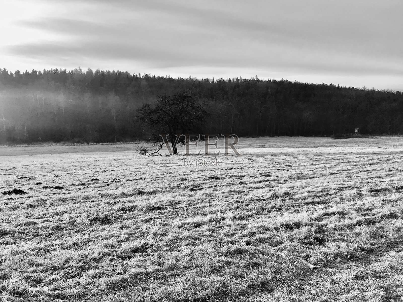 田野中单棵树的灰度照片,背景是雾蒙蒙的森林照片摄影图片