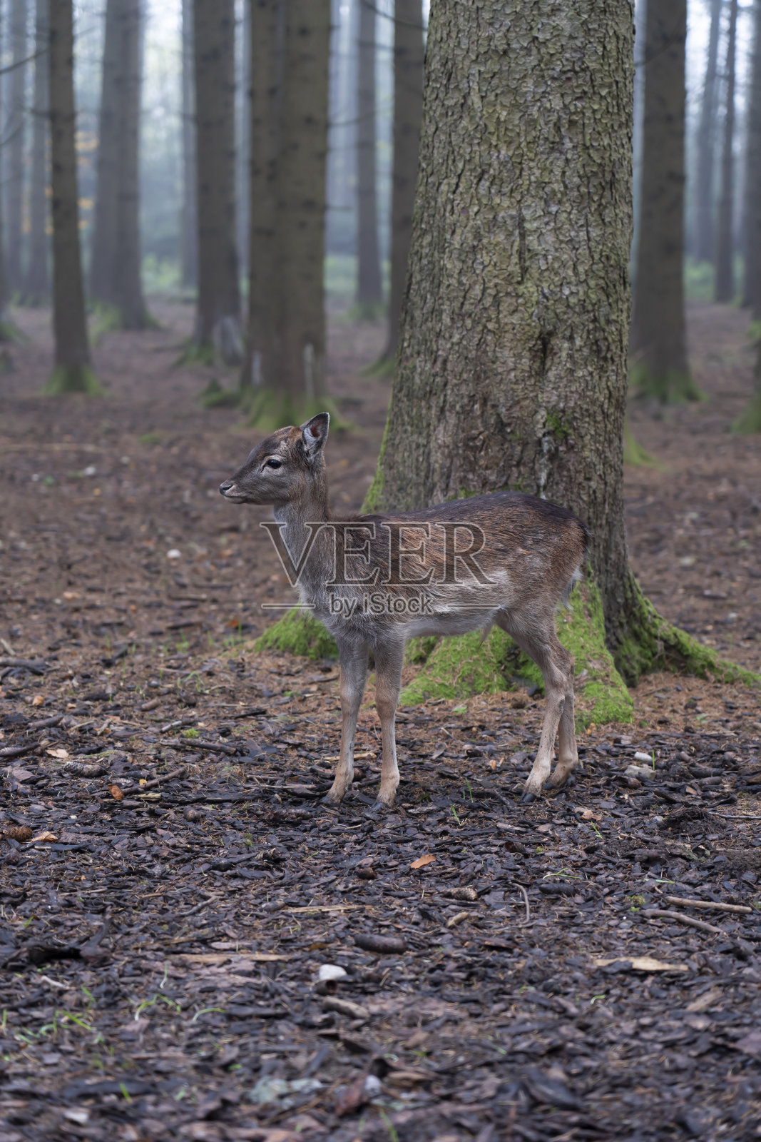 小鹿走在秋天的森林里照片摄影图片