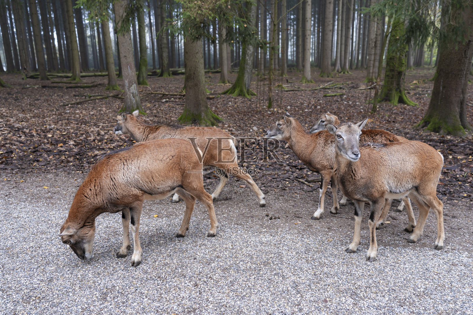 小鹿走在秋天的森林里照片摄影图片