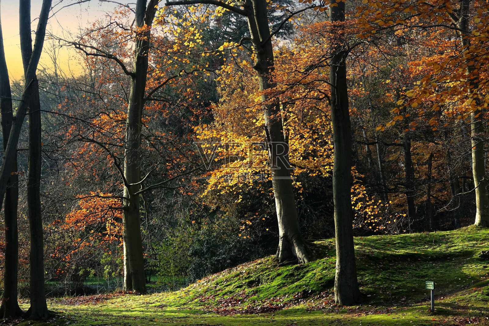 海牙公园里的印度夏日照片摄影图片