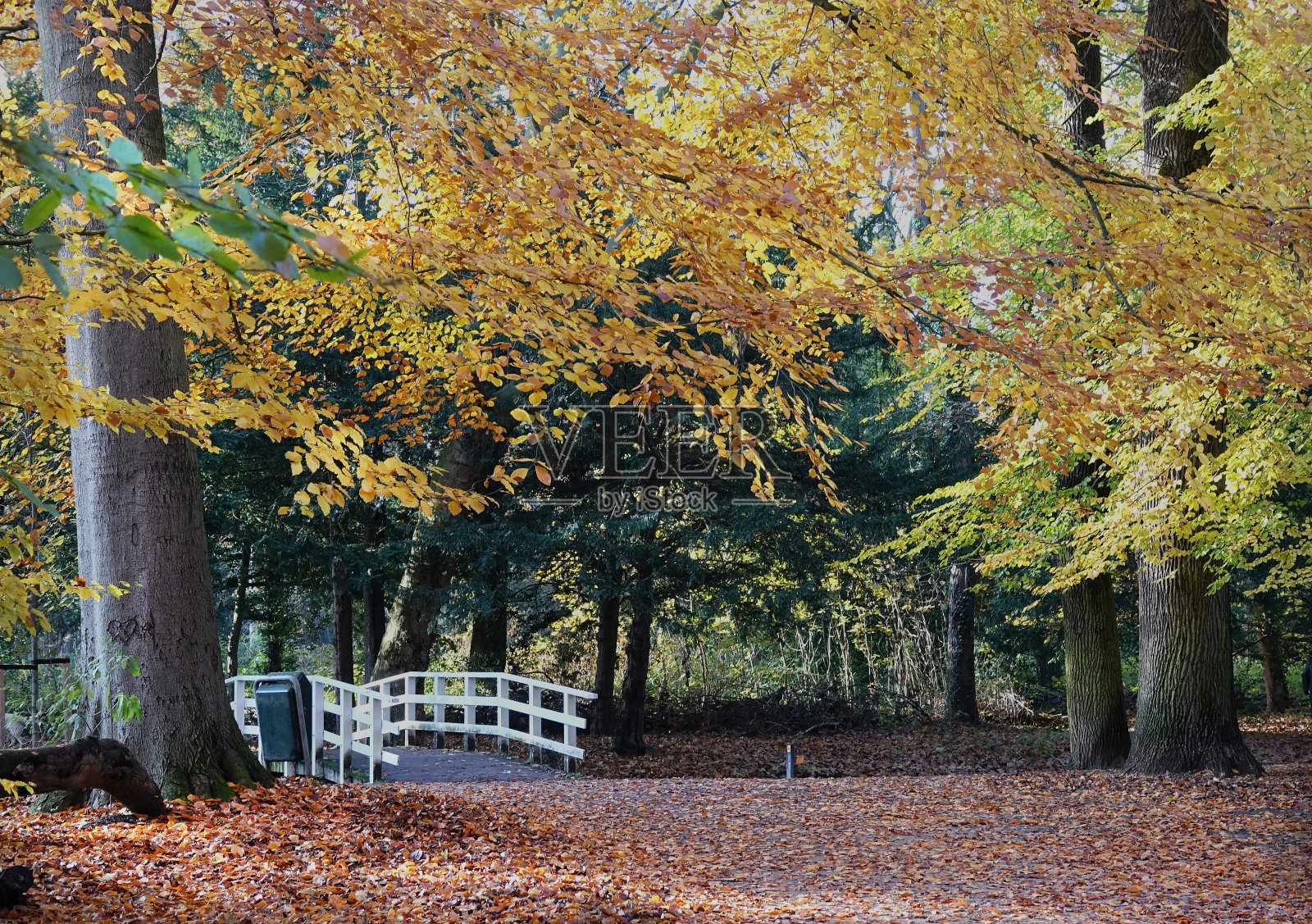 海牙公园里的印度夏日照片摄影图片