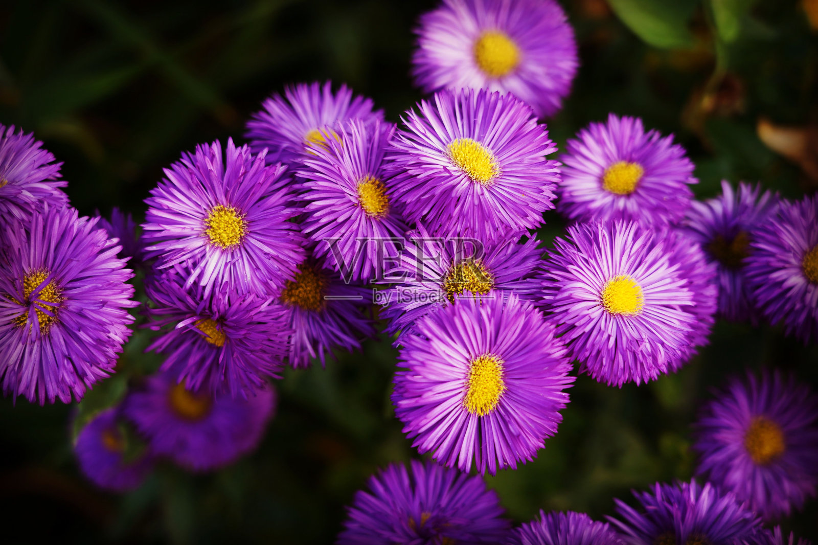 阳光下阿尔卑斯山紫菀的特写镜头照片摄影图片