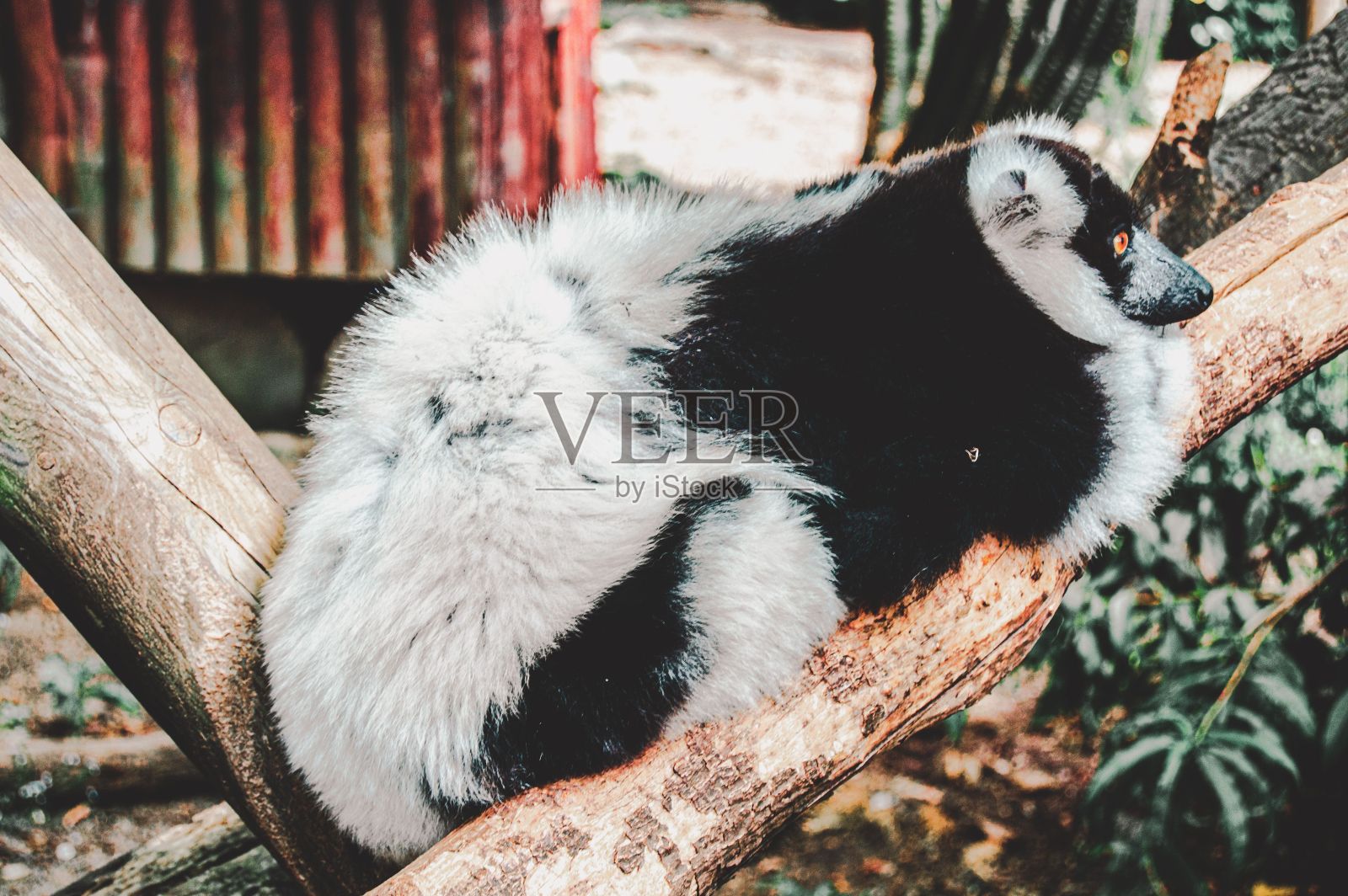 一只黑白相间的狐猴栖息在树枝上的特写照片摄影图片