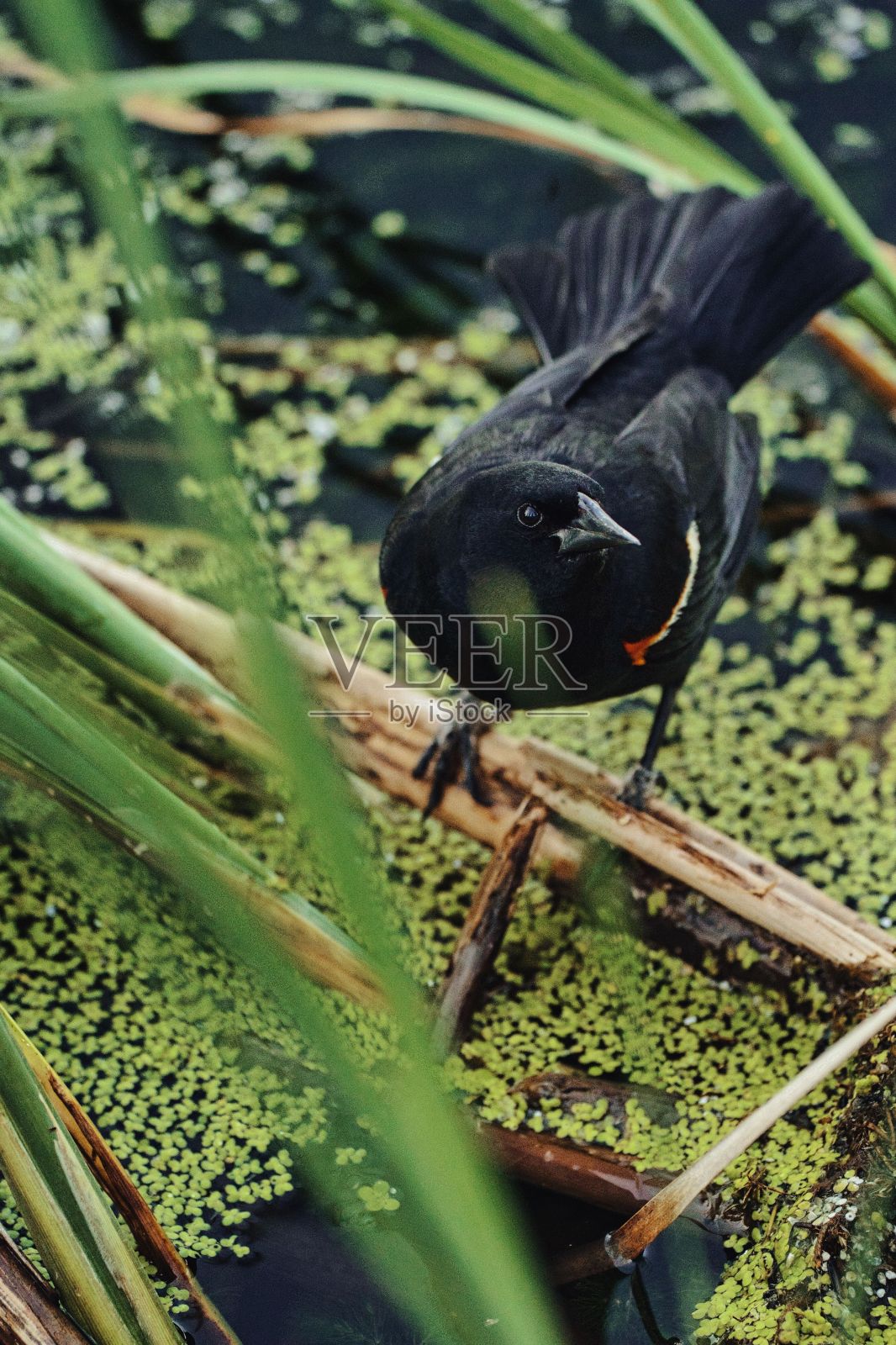 一只红翼黑鸟栖息在树枝上的垂直镜头照片摄影图片