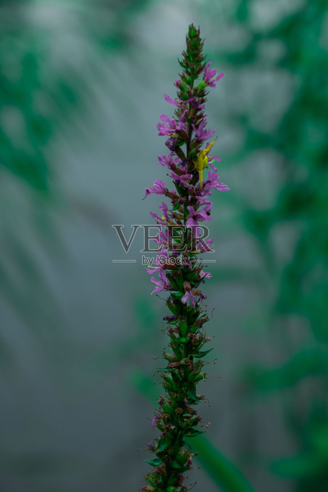 垂直拍摄生长在森林中的松茸花照片摄影图片