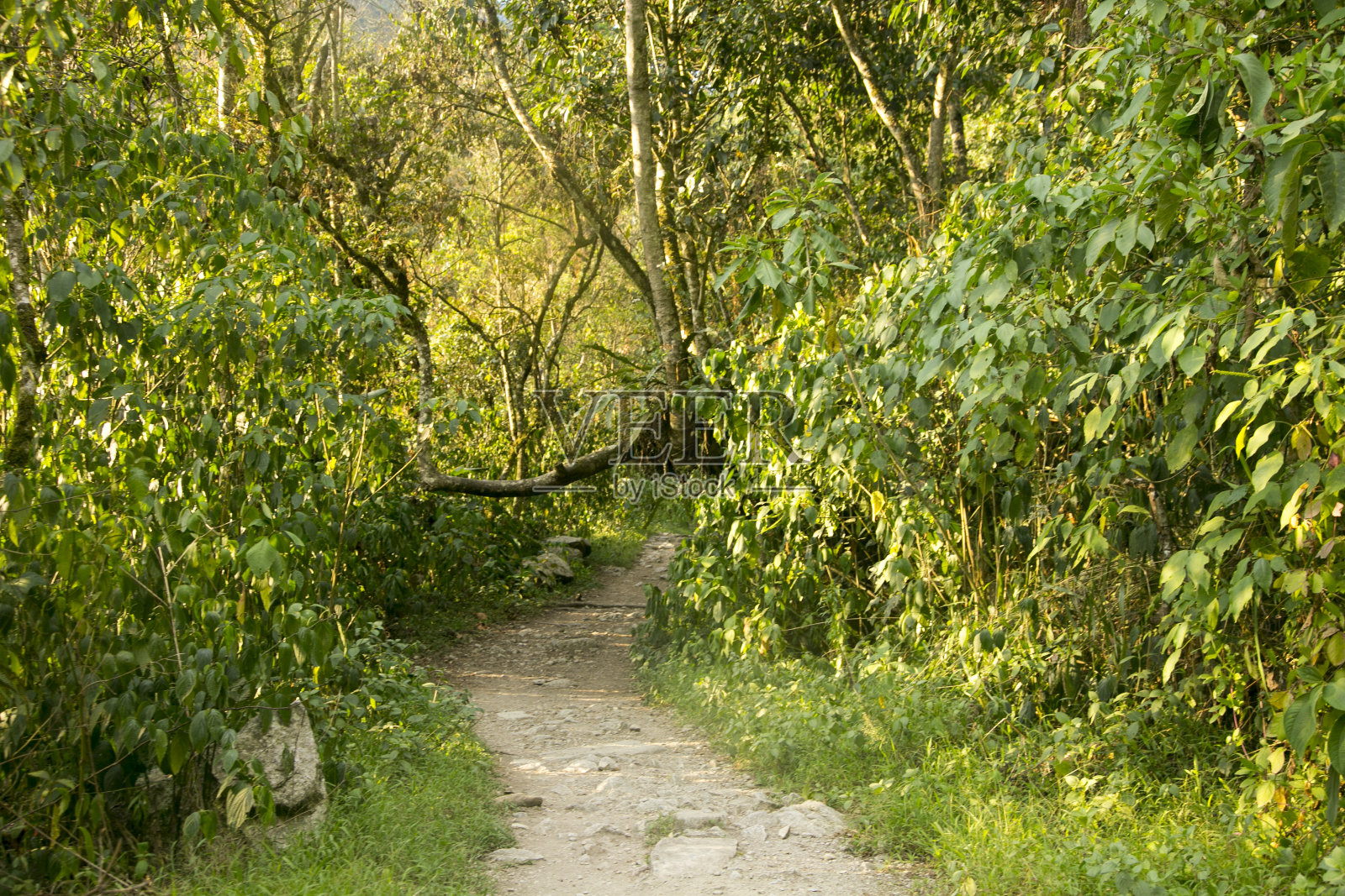 Hiking from Santa Teresa Hidroeléctrica to Aguas Calientes to reach Machupichu. Path following the train tracks with several hikers.照片摄影图片