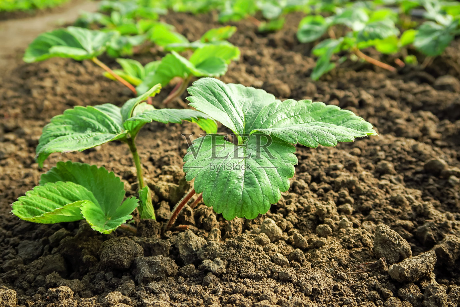 草莓幼苗生长在草莓地里。园艺和草莓栽培理念照片摄影图片