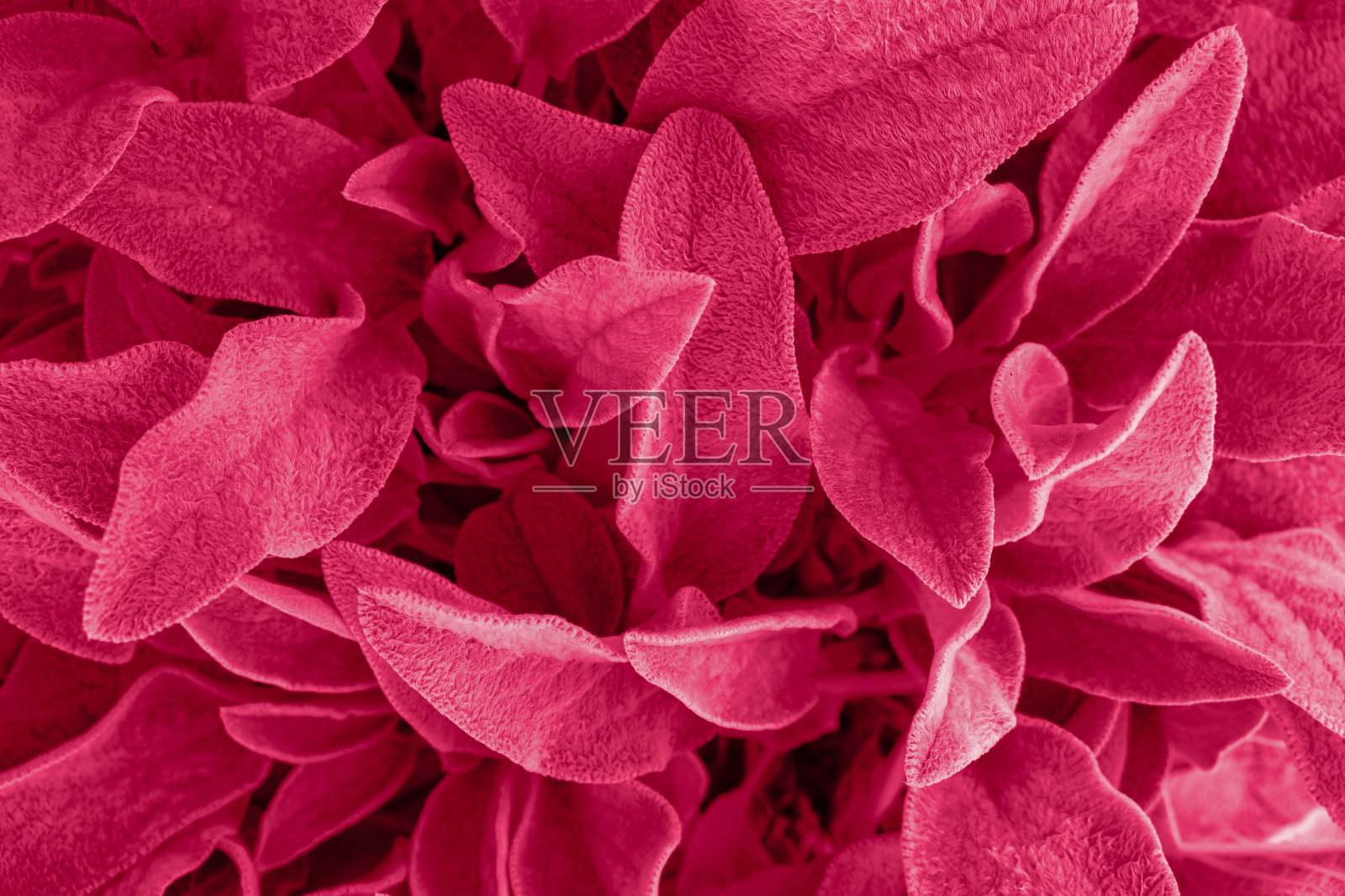 全帧花卉背景特写彩色Viva品红色花卉背景。2023年流行色照片摄影图片